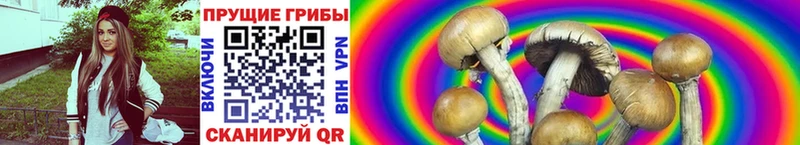 Псилоцибиновые грибы MAGIC MUSHROOMS  Купить где  Новотроицк 
